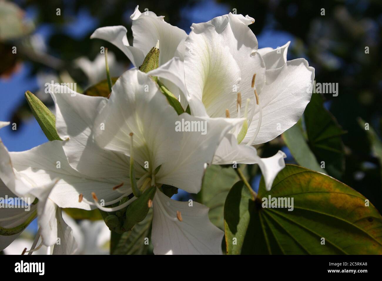 GROS PLAN SUR LES FLEURS DU MAGNIFIQUE ARBRE DE BAUHINIA, AUSTRALIE. Banque D'Images