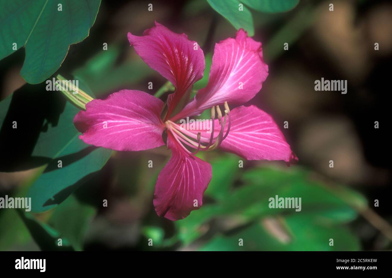 GROS PLAN SUR LES FLEURS DU MAGNIFIQUE ARBRE BAUHINIA ÉGALEMENT CONNU SOUS LE NOM D'ORCHID DE HONG KONG, AUSTRALIE Banque D'Images