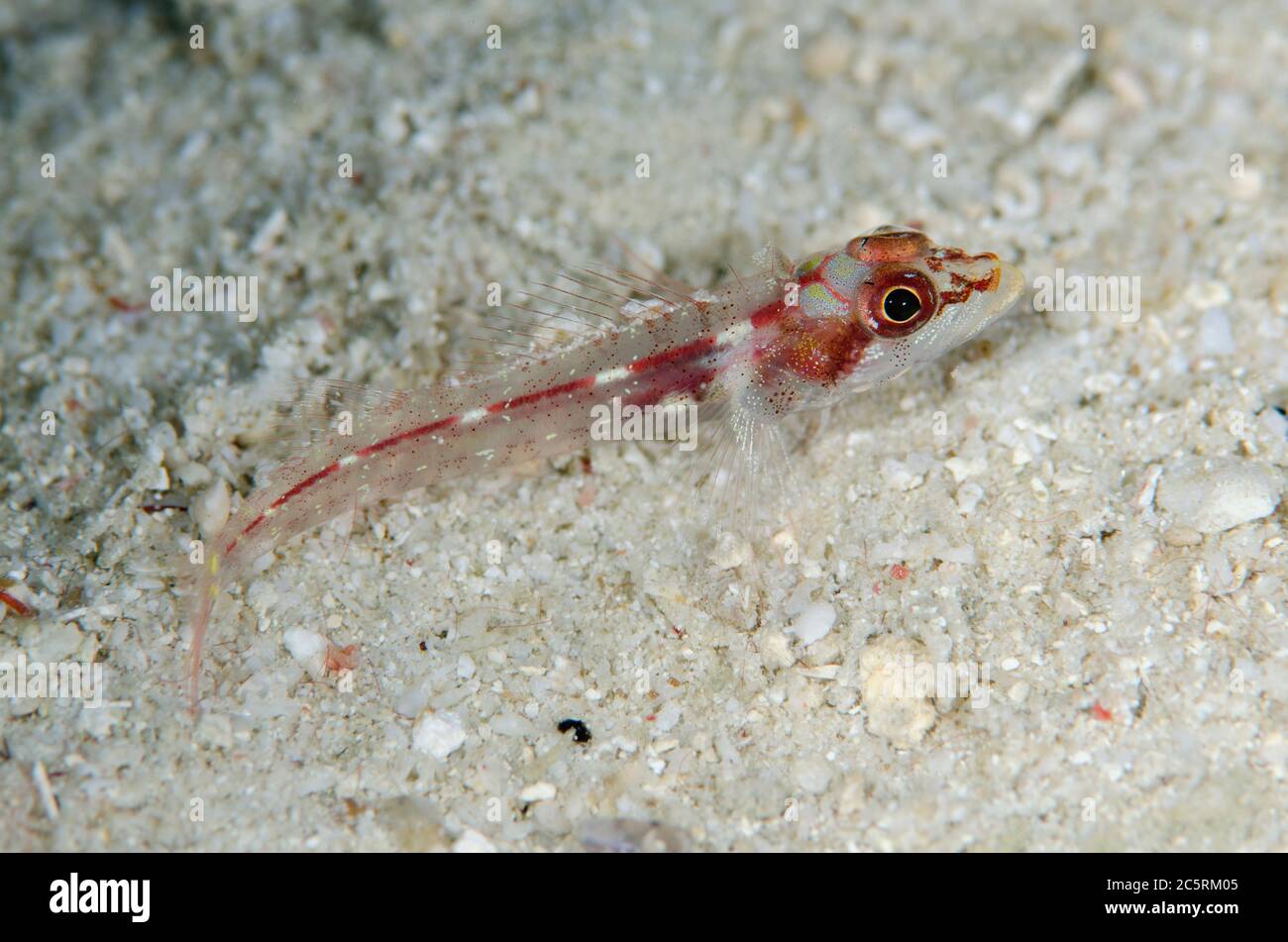 Triplfine à capuchon, Helcogramma chica, site de plongée Pulau Molana, près d'Ambon, Maluku, Indonésie, Banda Sea Banque D'Images