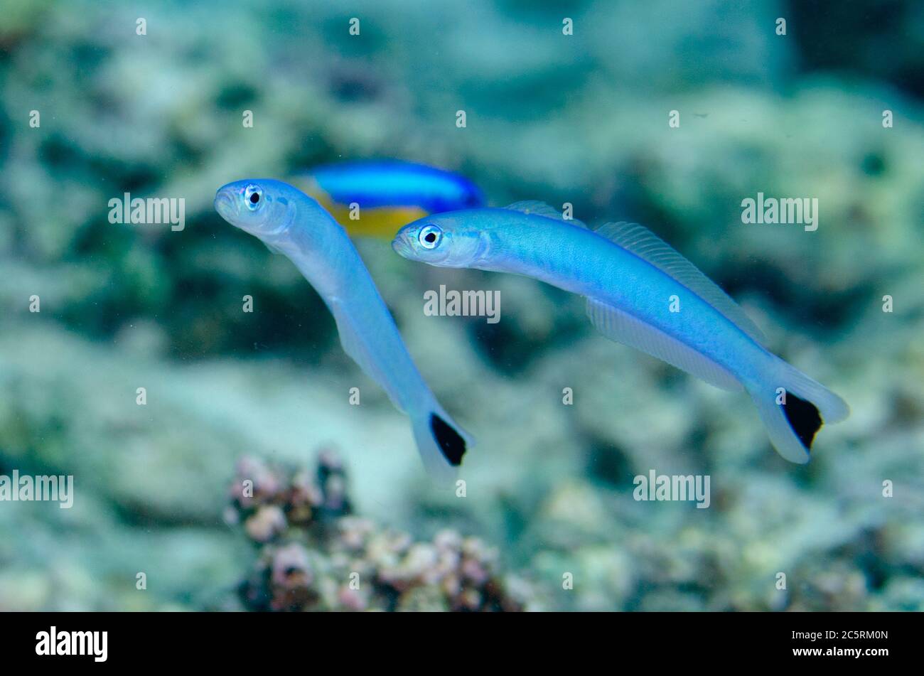 Paire de Dartfish Spot-Tail, Ptereleotris hetoptera, site de plongée Pulau Molana, près d'Ambon, Maluku, Indonésie, Banda Sea Banque D'Images