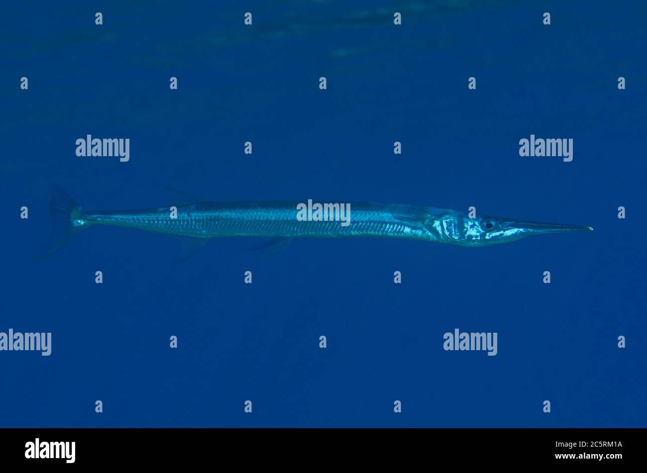 Halfbeak, Hyporhamphus sp, site de plongée Pulau Molana, près d'Ambon, Maluku, Indonésie, Banda Sea Banque D'Images