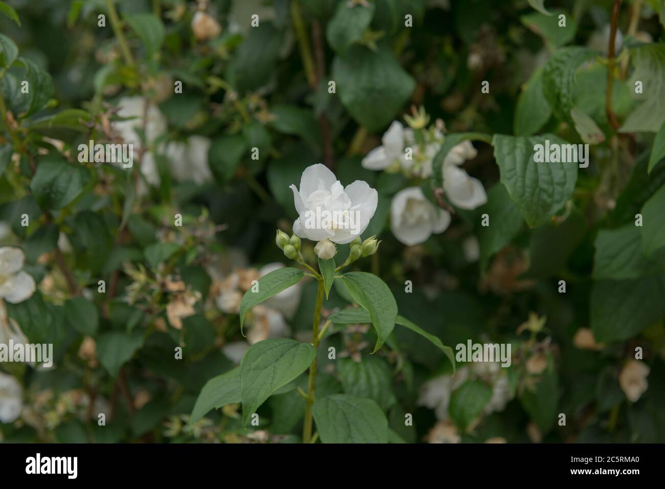 Fleurs d'été fleurs blanches d'un arbuste à feuilles caduques (Philadelphus 'Virginal') en pleine croissance dans un jardin de campagne à Devon rural, Angleterre, Banque D'Images