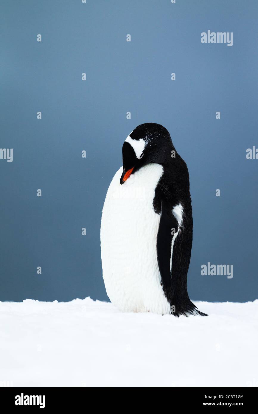 Un pingouin endormi, Antarctique. Banque D'Images