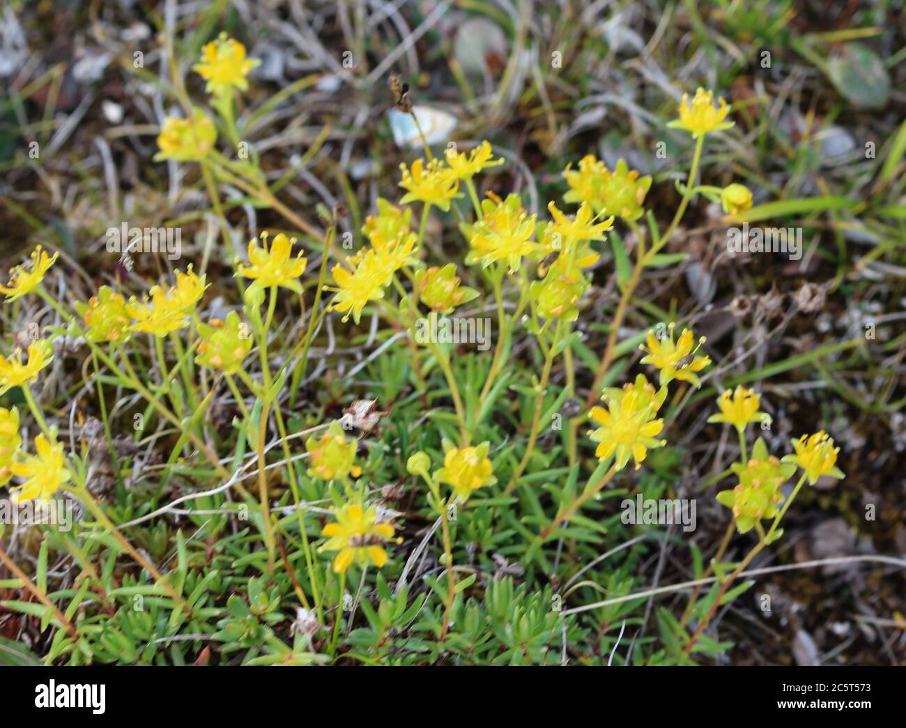 Gros plan de la fleur de Saxifraga aizoides, également connue sous le nom de saxifrage jaune de montagne ou saxifrage jaune Banque D'Images