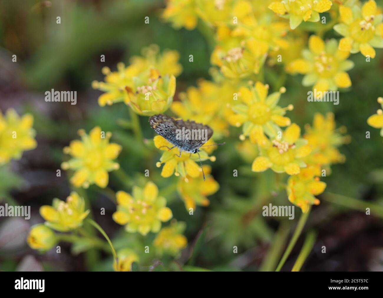 Gros plan de la fleur de Saxifraga aizoides, également connue sous le nom de saxifrage jaune de montagne ou saxifrage jaune Banque D'Images