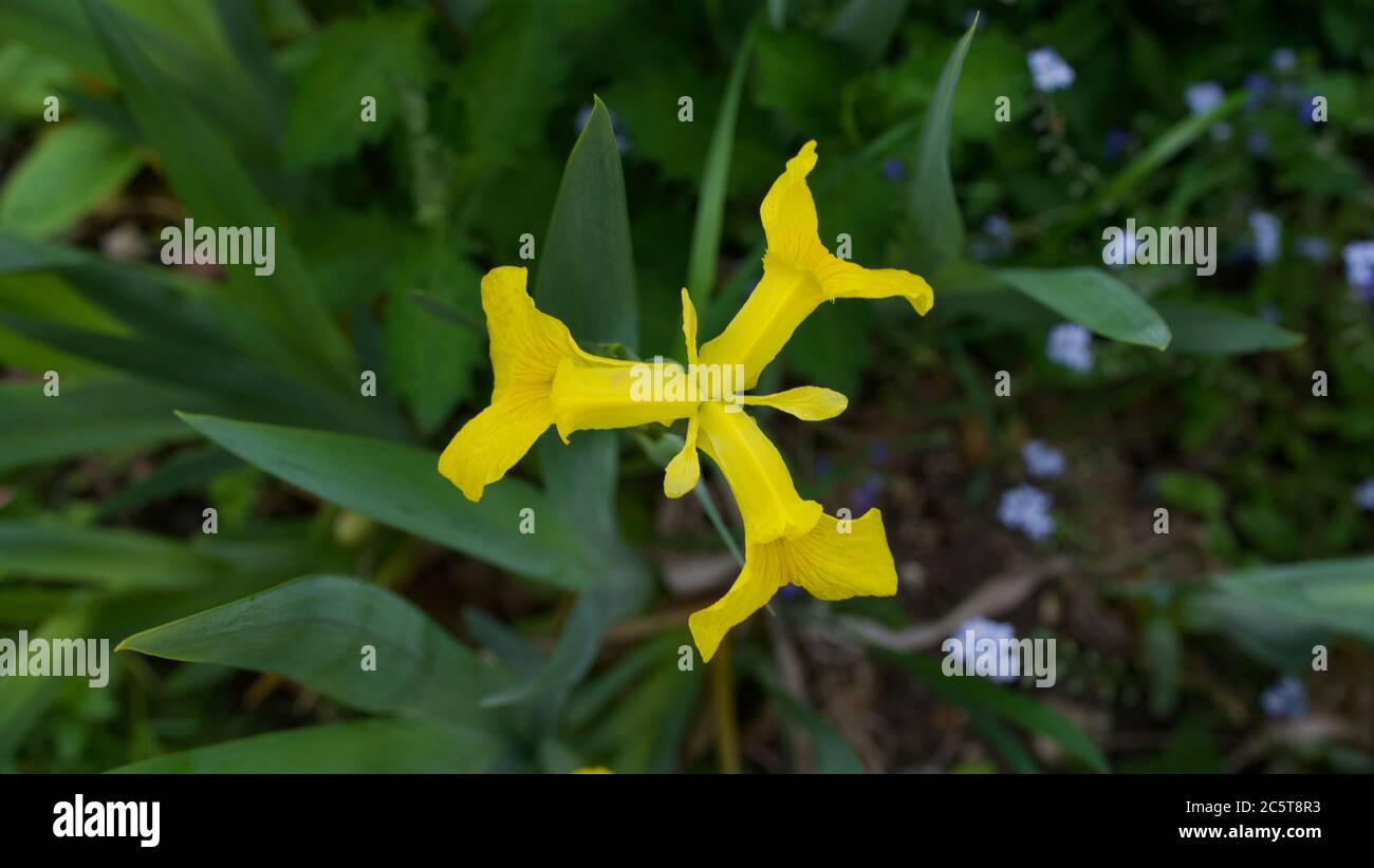 Un seul iris jaune du dessus sur fond de feuillage vert Banque D'Images