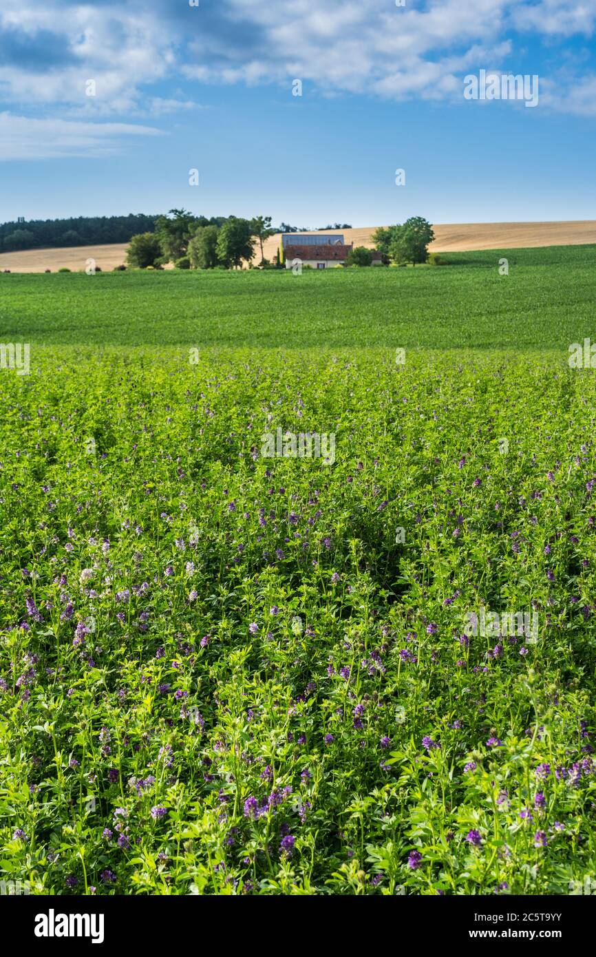 Paysage agricole avec champ de luzerne, ou Lucerne - sud-Touraine, France. Banque D'Images