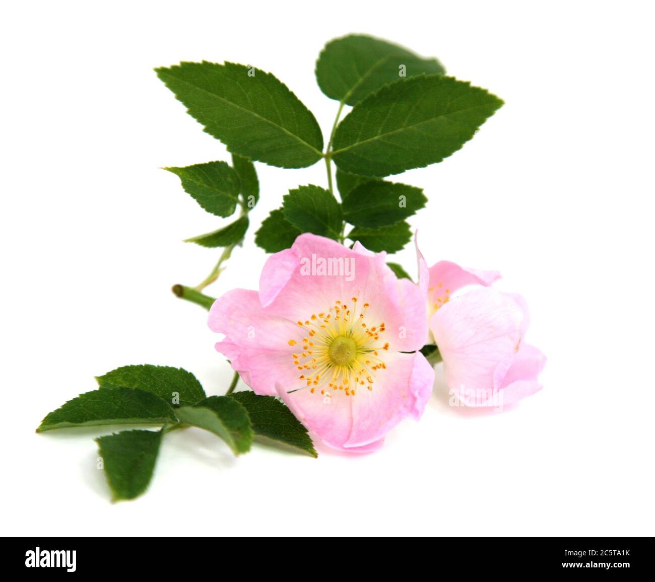 Branche avec fleurs roses rosehip sur fond blanc Banque D'Images