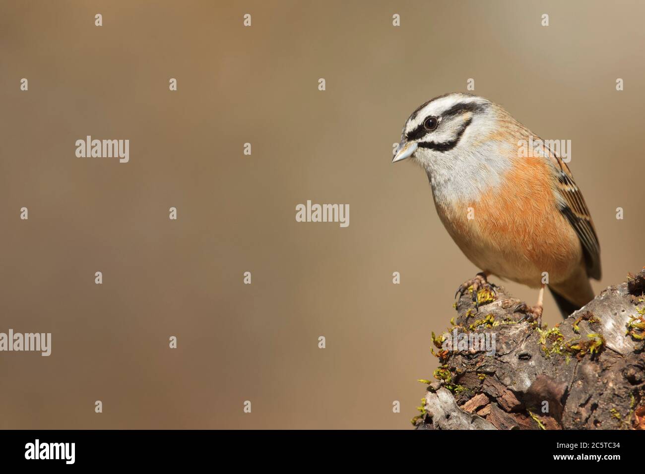 Clamenes, Leon/Espagne; 15 février 2020. Le Bunkting rocheux (Emberiza cia) est un oiseau de passereau de la famille des Emberizidae. Banque D'Images