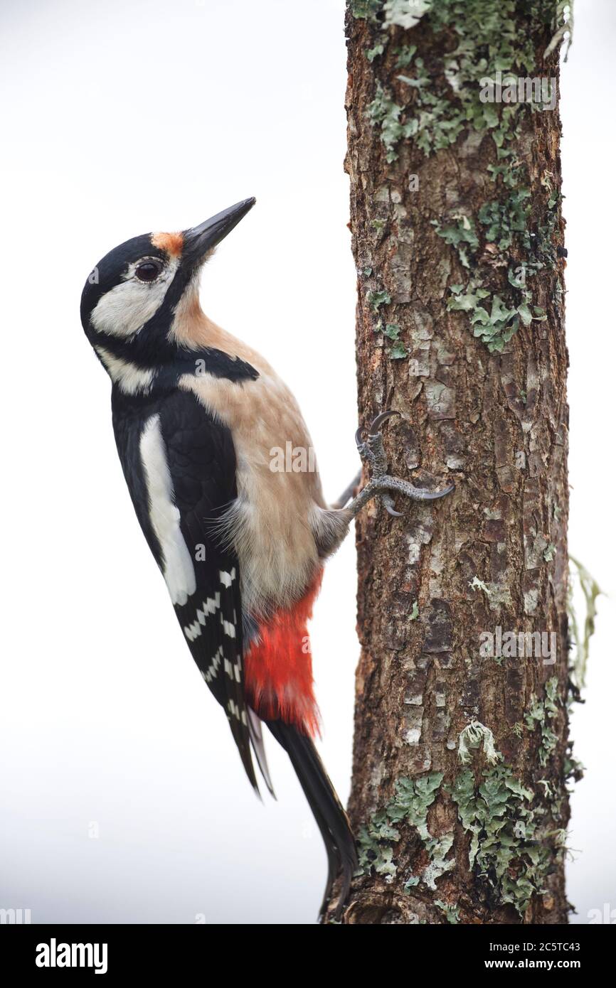 Clamenes, Leon/Espagne; 15 février 2020. Le grand pic tacheté (Dendrocopos Major) est un pic de taille moyenne avec un plumage noir et blanc à pied Banque D'Images