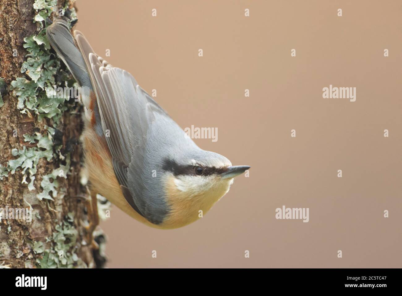 Clamenes, Leon/Espagne; 15 février 2020. Le nuthatch eurasien ou nuthatch de bois (Sitta europaea) est un petit oiseau de passereau trouvé dans tout le Paléarctique Banque D'Images