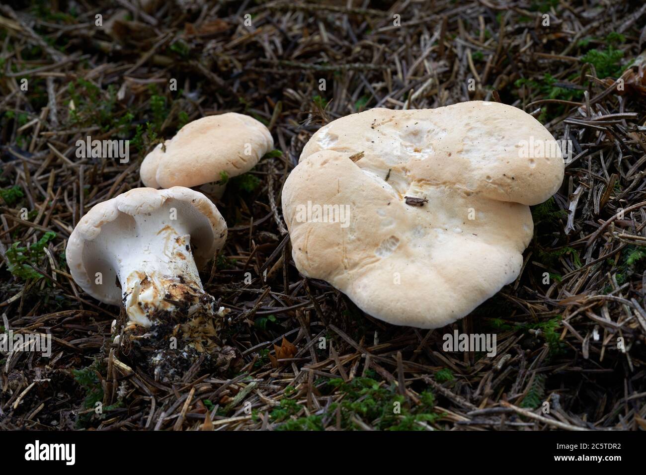 Champignon comestible Albatrellus ovinus dans les aiguilles de la forêt d'épinette. Champignon à capuchon jaunâtre et tige blanche. Également connu sous le nom de Sheep Polypore. Banque D'Images