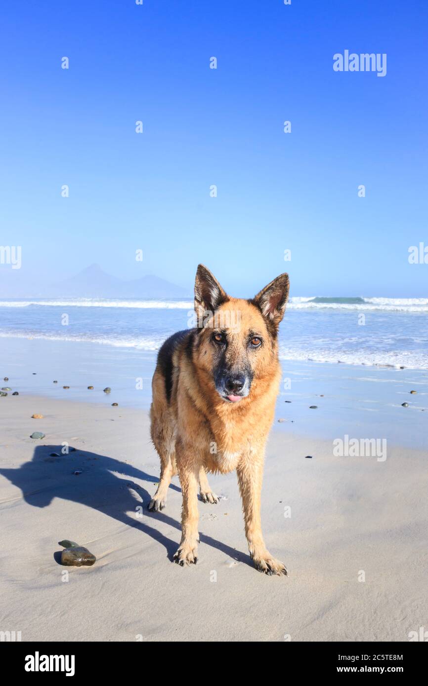 Chien de berger allemand courant et jouant avec d'autres chiens sur la plage Banque D'Images