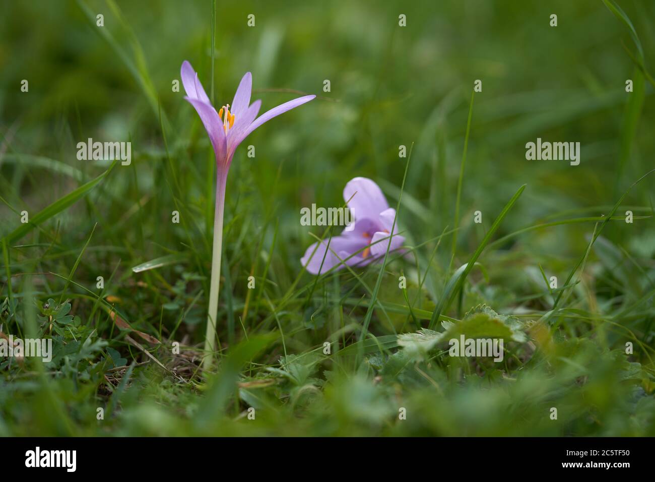 Fleur sauvage Colchicum Autumnale sur la prairie forestière. Connu sous le nom de crocus d'automne, safran de prairie ou femmes nues. Belle fleur violette en herbe verte. Banque D'Images