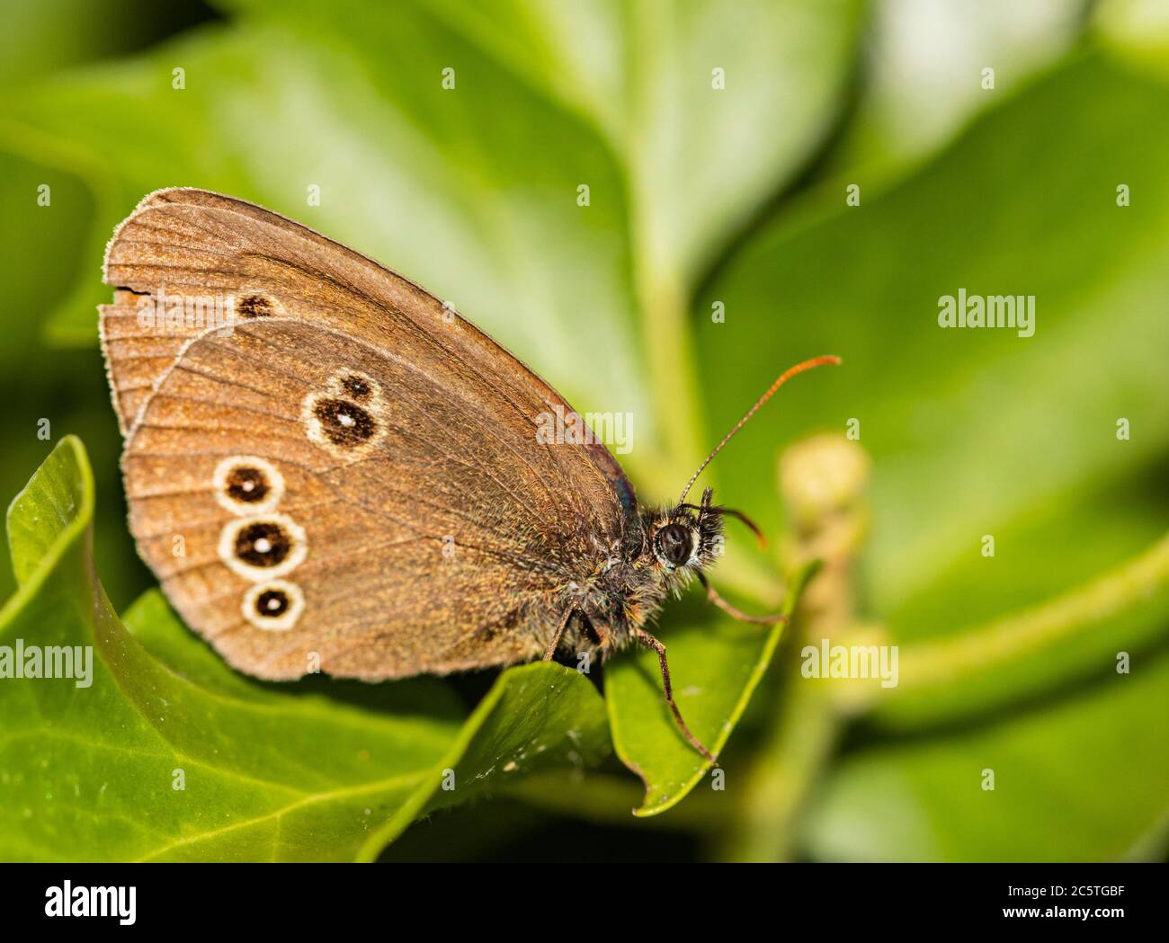 Ringlet Butterfly, perchée sur l'herbe dans un pré britannique Banque D'Images