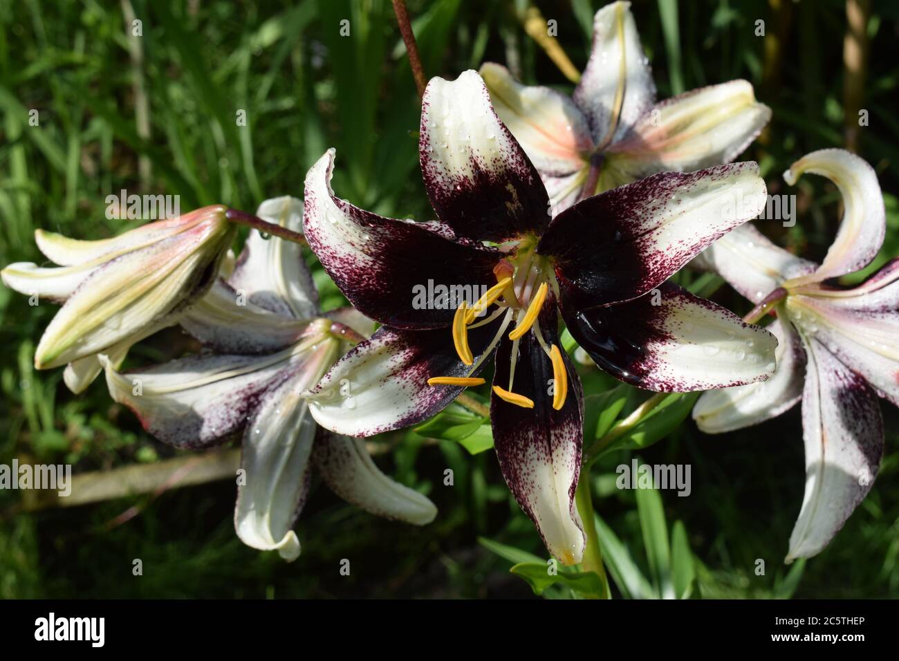 Événement Lilium Stracciatella Banque D'Images