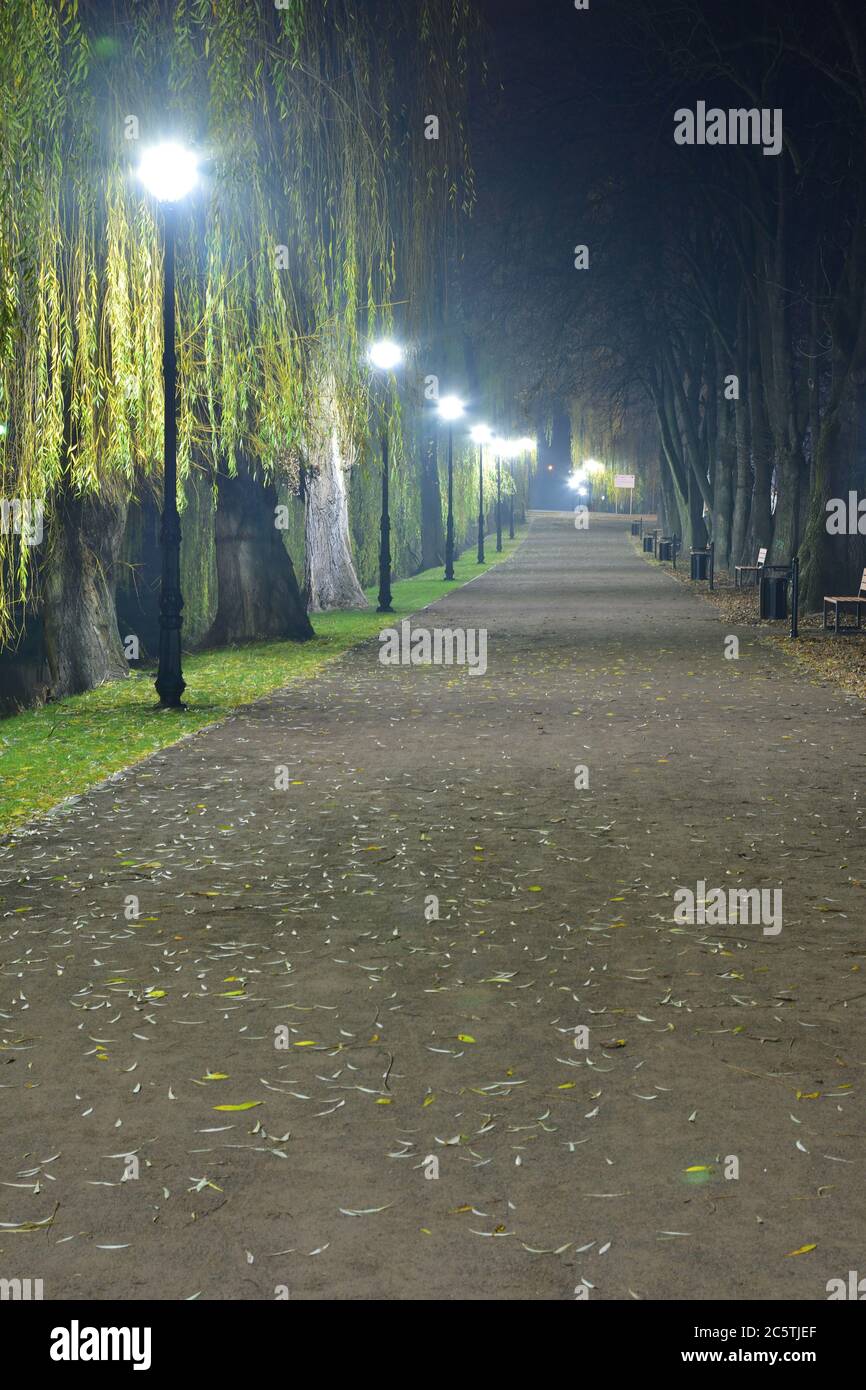 Allée piétonne après la tombée de la nuit éclairée par des lampes LED. Arbres la nuit. Banque D'Images