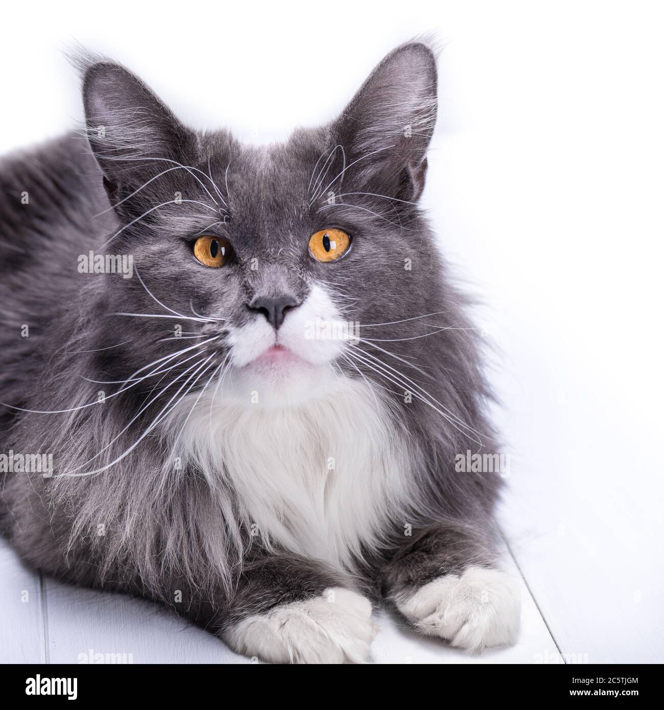 Le Chat Gris De La Race Maine Coon Regarde Dans Vos Yeux Avec De Grands Yeux Jaunes Sur Un Fond Blanc Et Ressemble En Meme Temps A Une Cutie Photo Stock Le Chat Gris De La Race Maine Coon Regarde Dans Vos Yeux Avec De Grands Yeux Jaunes Sur Un Fond Blanc Et Ressemble En Meme Temps A Une Cutie Photo Stock