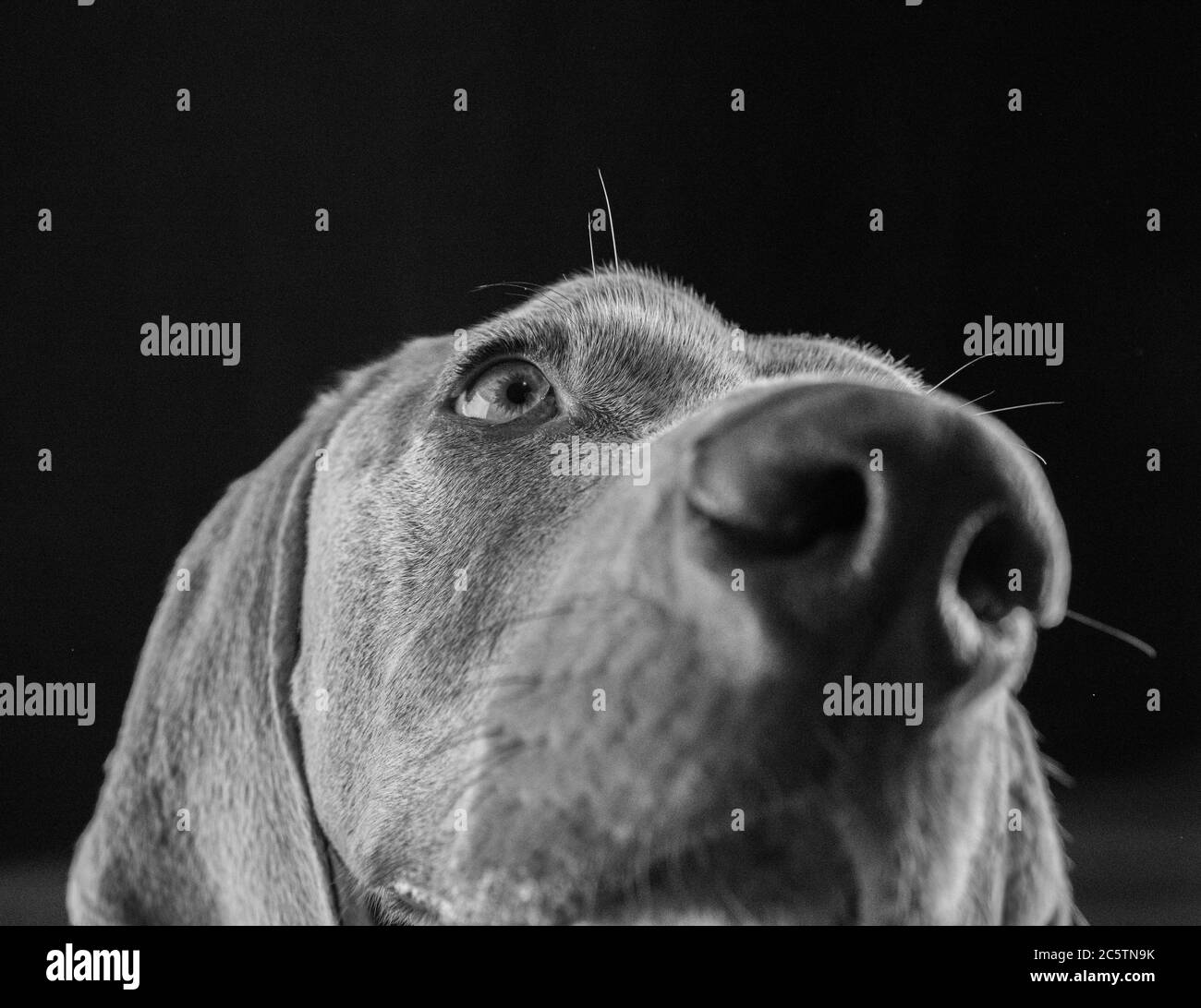 Weimaraner - Portraits de chiens de studio. Banque D'Images