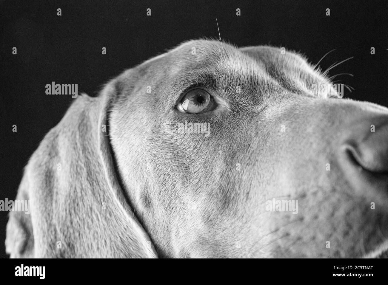 Weimaraner - Portraits de chiens de studio. Banque D'Images