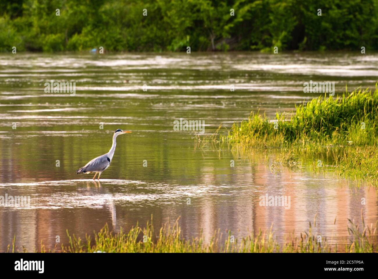 Heron dans une rivière Banque D'Images