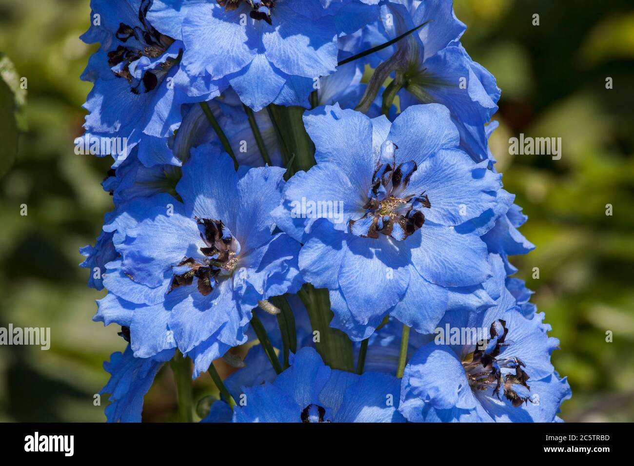 Delphinium 'Pandora' plante florale d'été herbacée bleue, communément appelée larkspur Banque D'Images