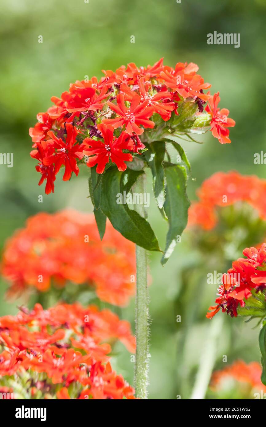 Lychnis chalcedica plante de fleurs d'été herbacée rouge au printemps communément connue sous le nom de croix de Jérusalem ou de croix maltaise Banque D'Images