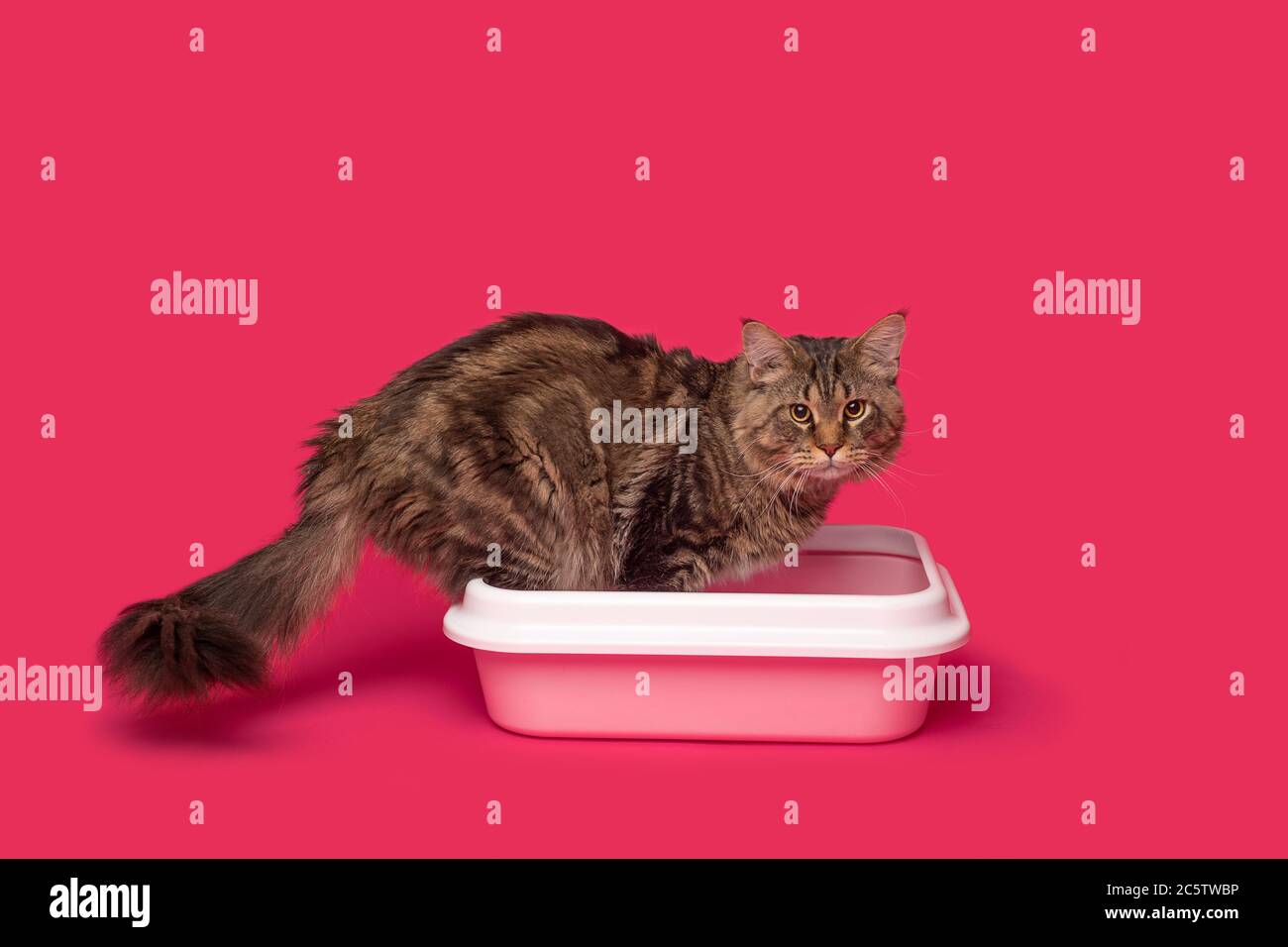 Un grand Maine Coon pur-sang est debout dans un plateau dans les toilettes d'un chat et regarde la caméra. Studio tourné sur fond rose rouge Uni. Concept Banque D'Images