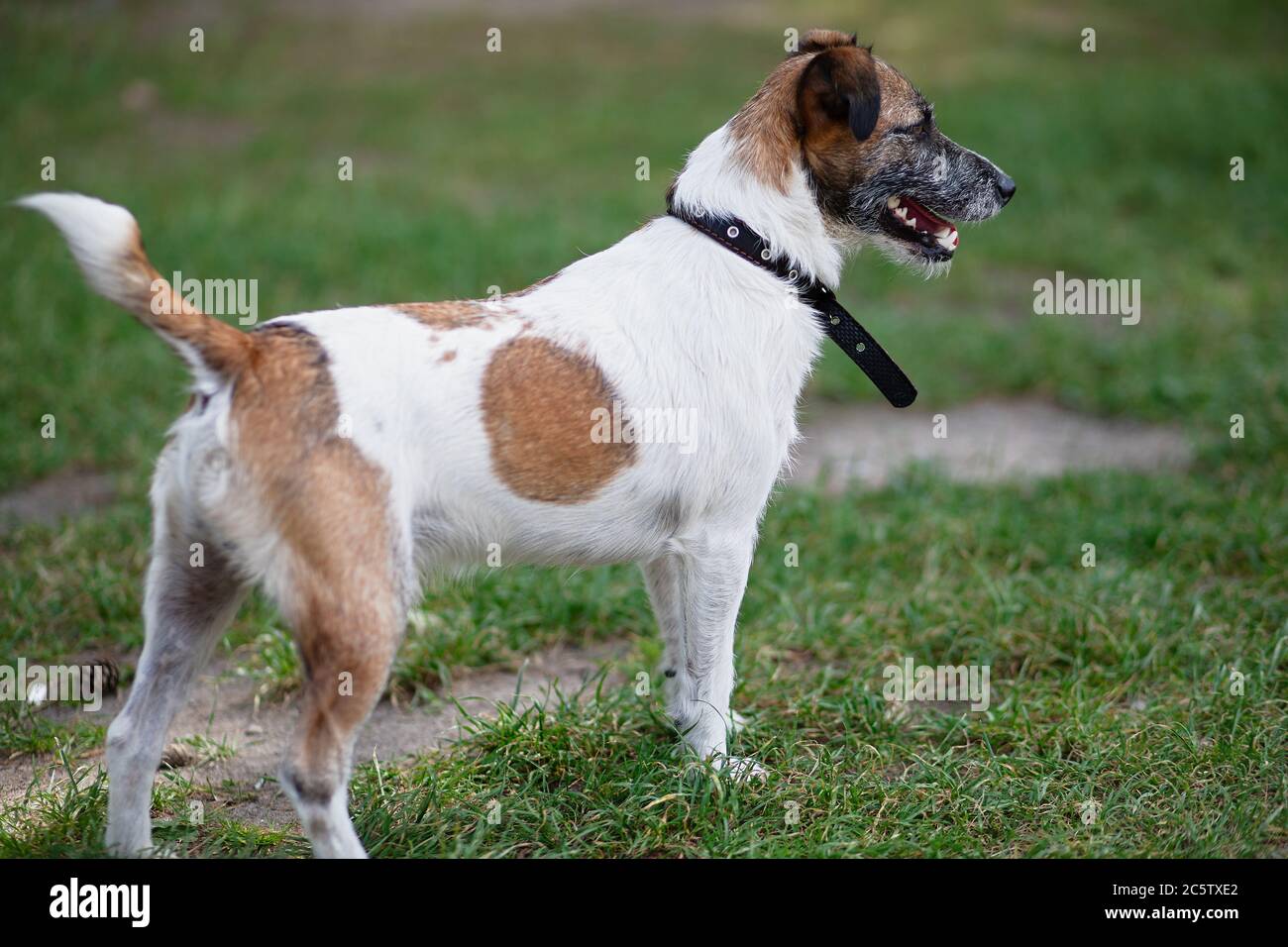 Jack Russell pour une promenade dans le parc, chien dans le collier, un animal actif est prêt à courir, Banque D'Images