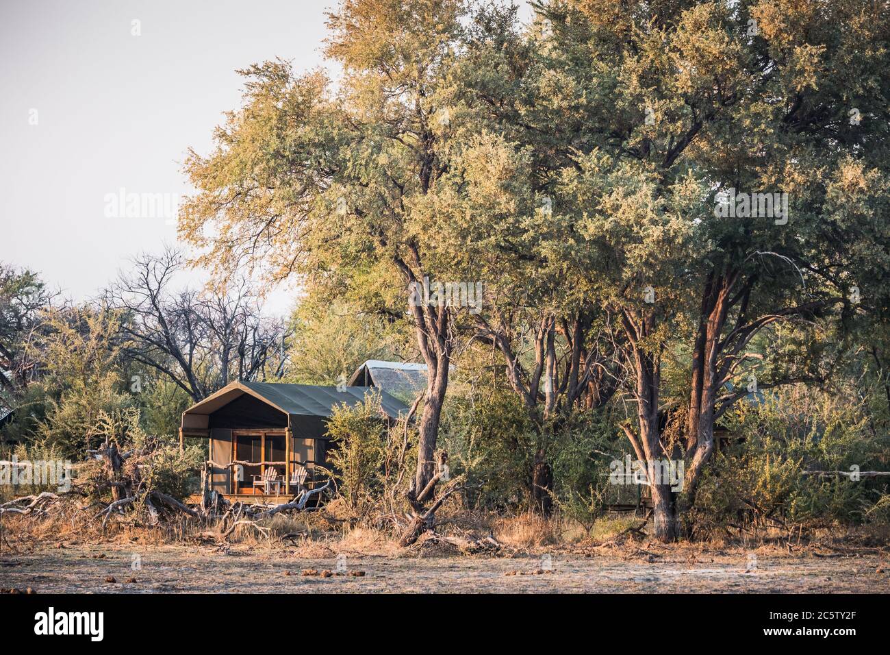 Tente de luxe Safari dans un camp de tentes dans le delta d'Okavango près de Maun, Botswana, Afrique sous de grands arbres Banque D'Images