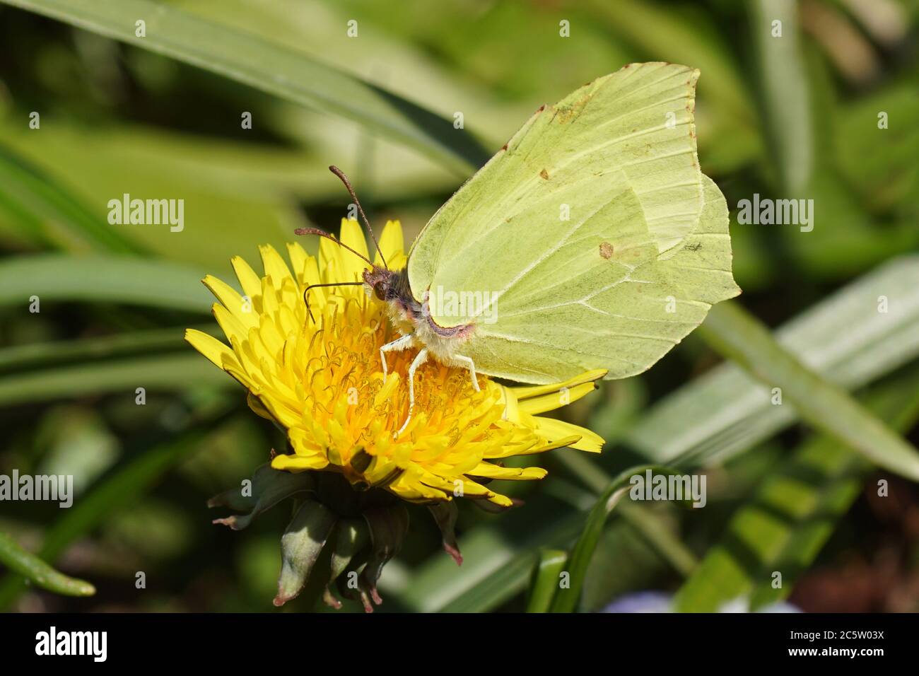 La brimace commune (Gonepteryx rhamni), famille des Pieridae sur le pissenlit commun Taraxacum officinale, famille des Asteraceae, Compositae. Avril, pays-Bas Banque D'Images