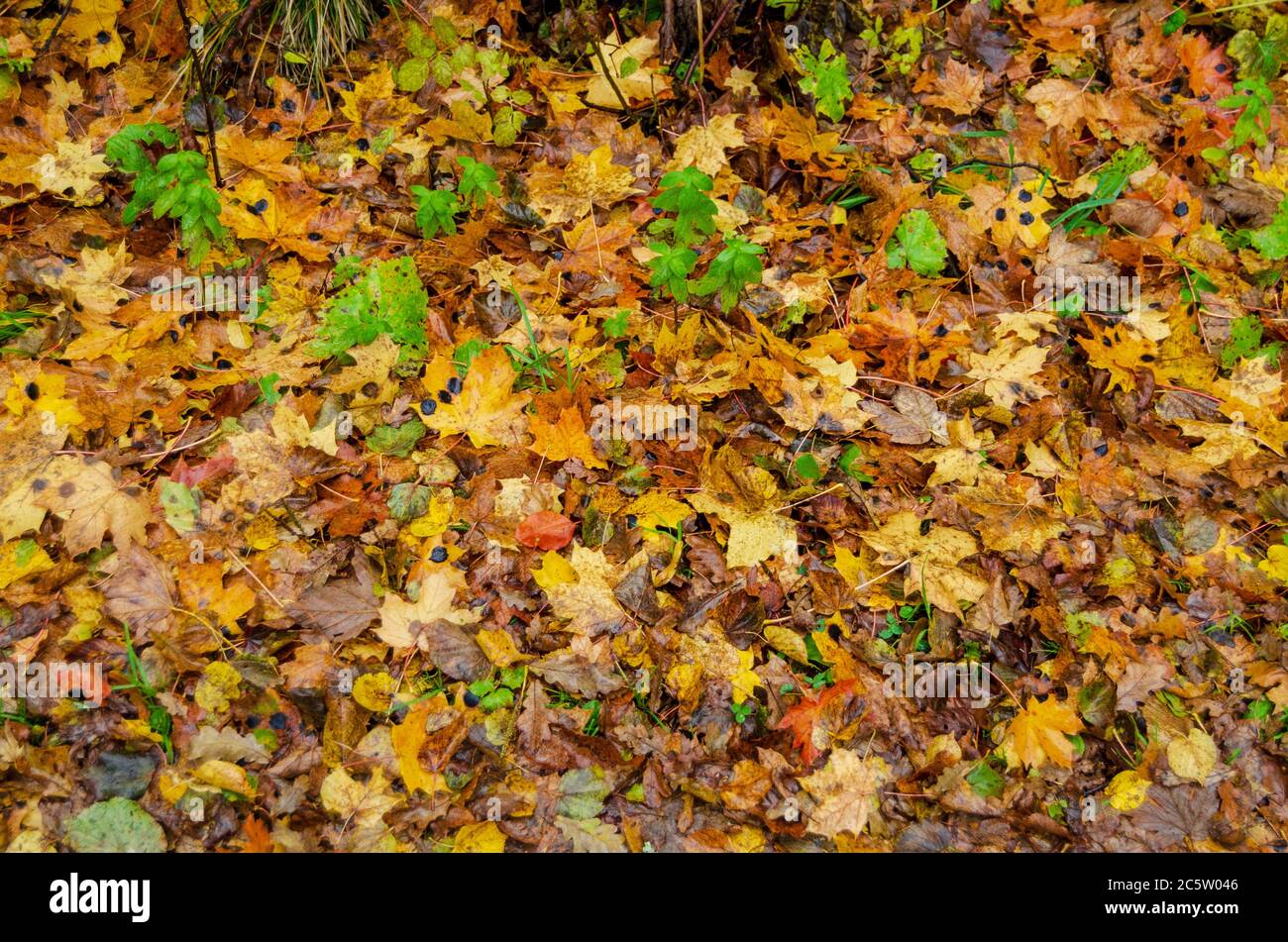 Feuilles mouillées jaune, orange, brunes sur la litière, sur le sol parmi les petits arbres en automne Banque D'Images