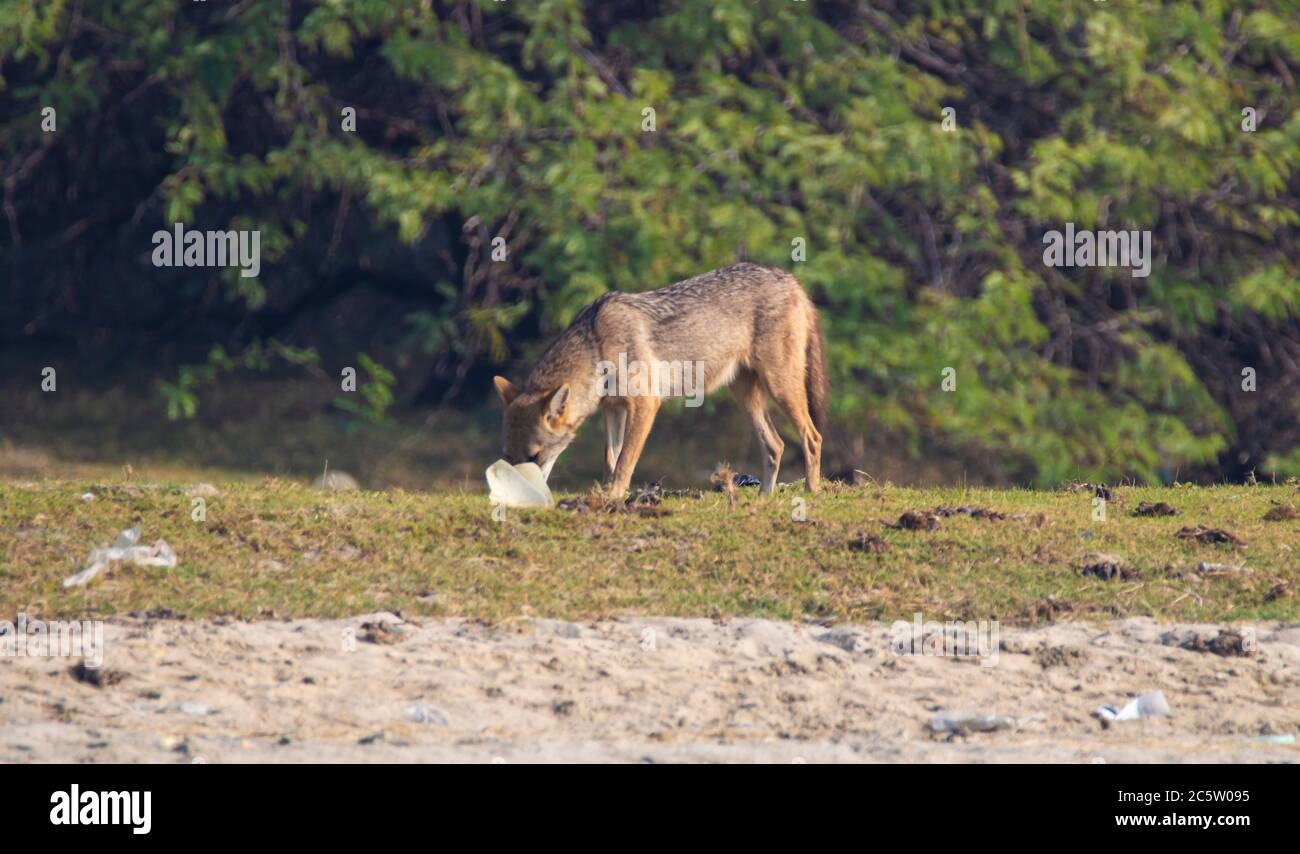 Le chacal d'or indien errant sauvage dans un grand paysage Banque D'Images