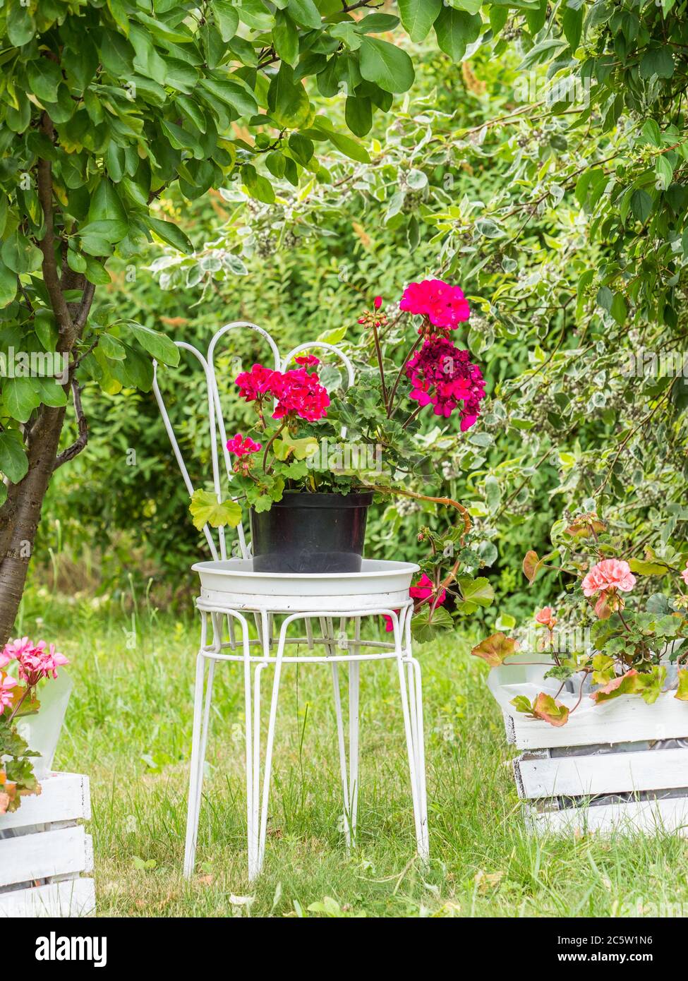 Géranium rouge sur une chaise en métal blanc sur une parcelle d'automne. Allocations en automne en Pologne. Banque D'Images