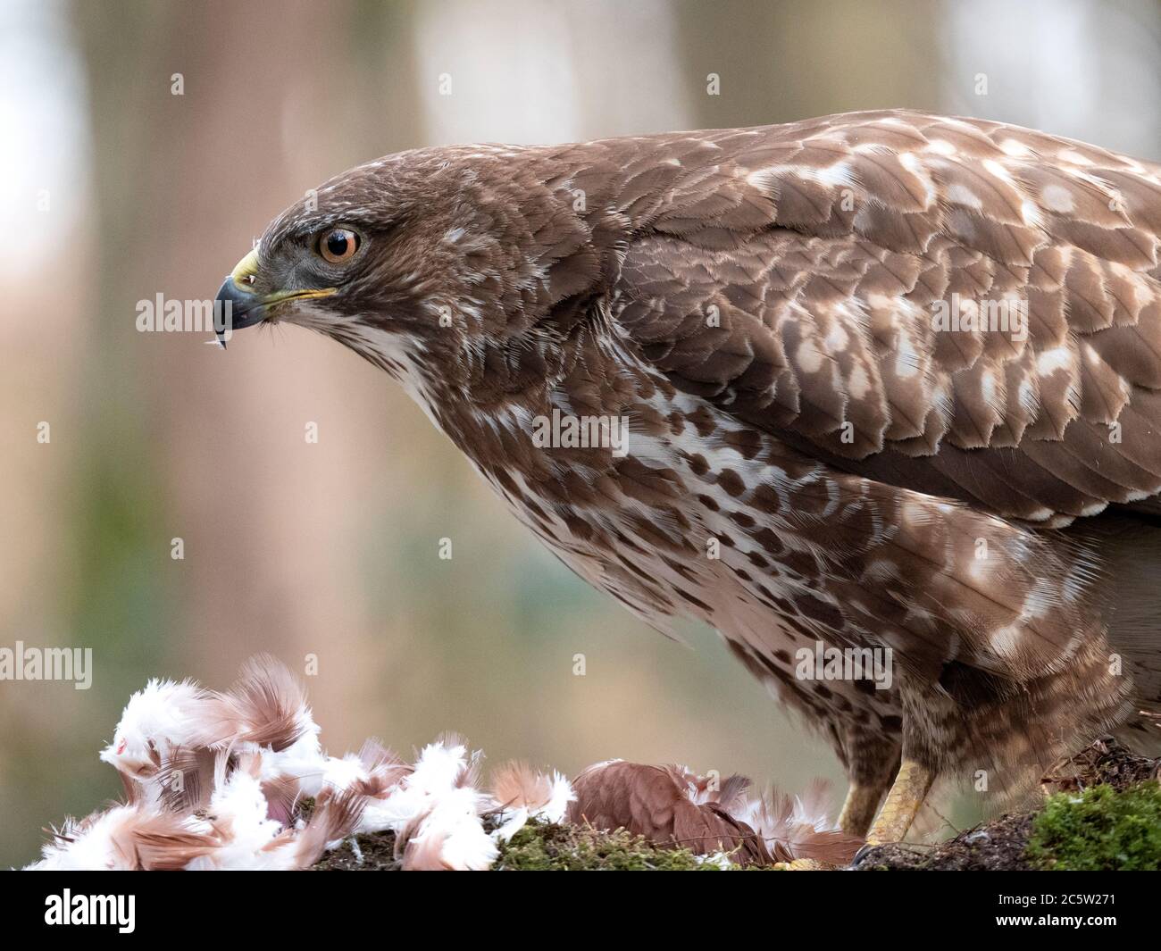 Buzzard commun (Buteo buteo) perché sur une proie Banque D'Images