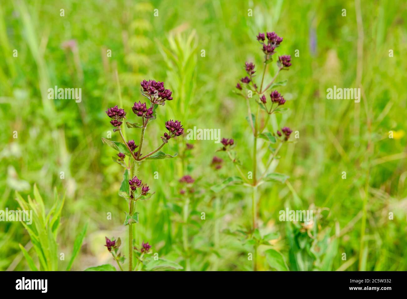Origan sauvage en fleurs parmi l'herbe dans la prairie. Banque D'Images