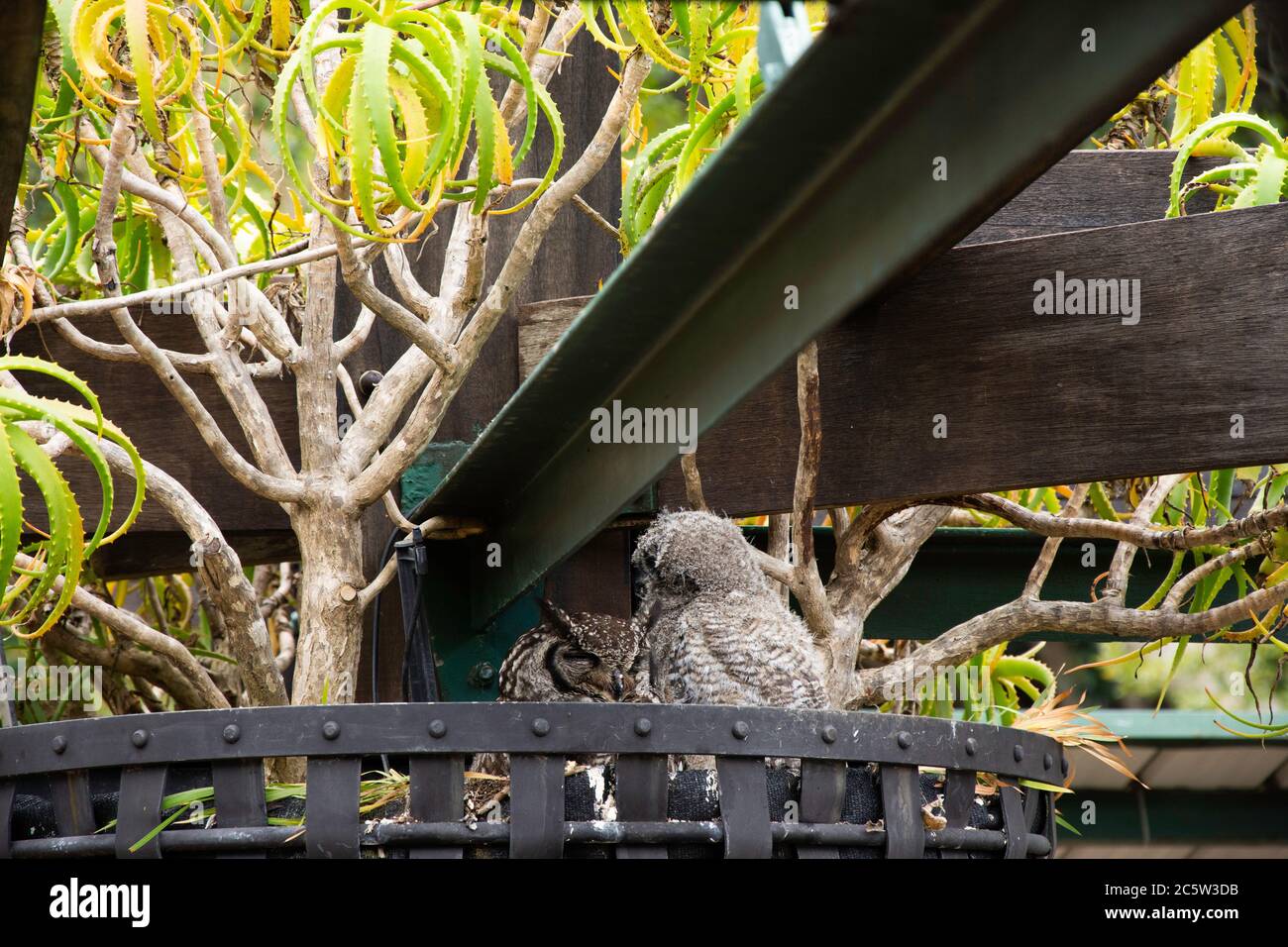 Eagle-Owl à pois africains avec poussins nichant dans les jardins botaniques du Cap en Afrique du Sud Banque D'Images