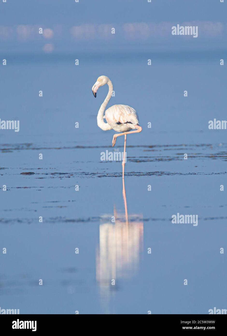 Flamingo debout dans un lac Banque D'Images