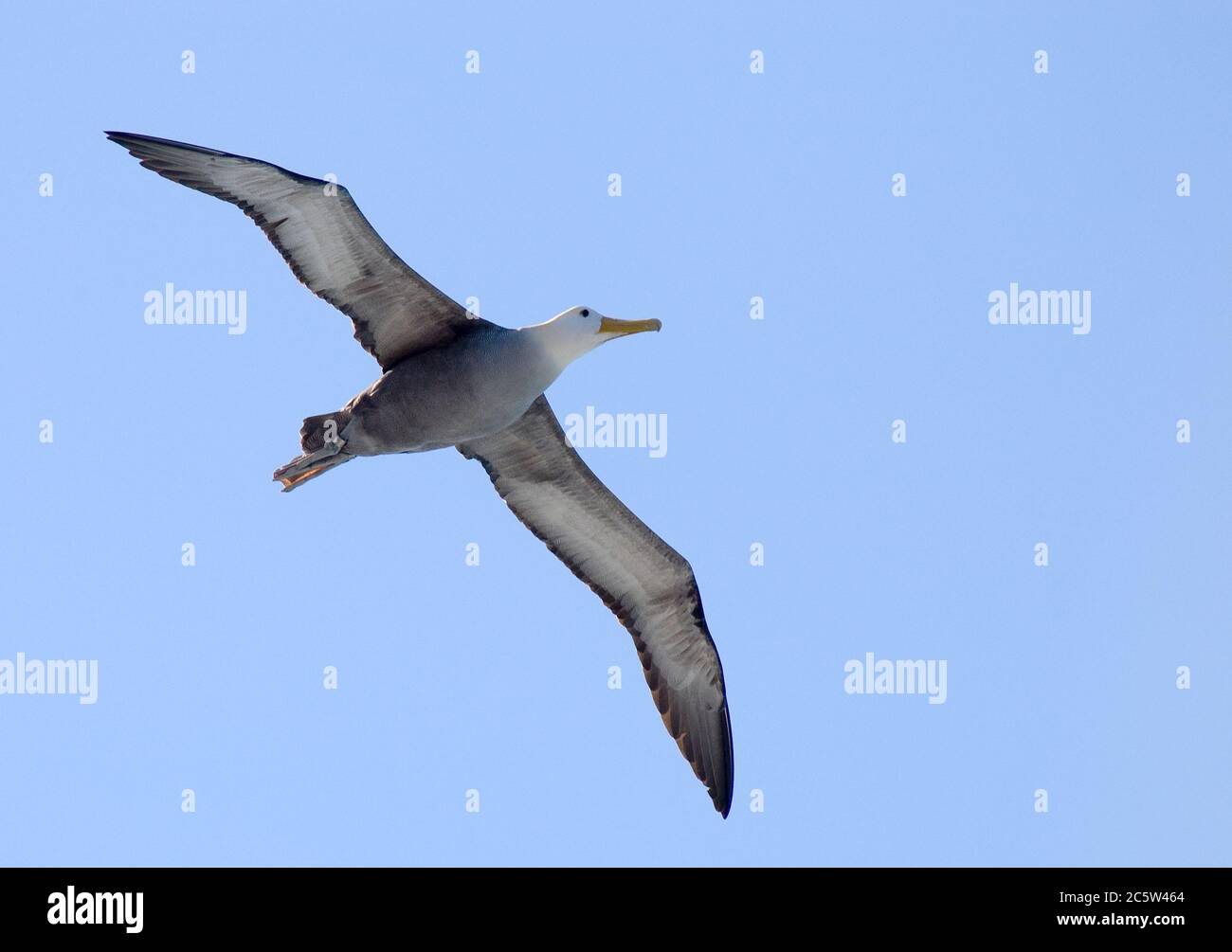 Abatross ondulés (Phoebastria irrorata) adulte en vol sur l'île Española Banque D'Images