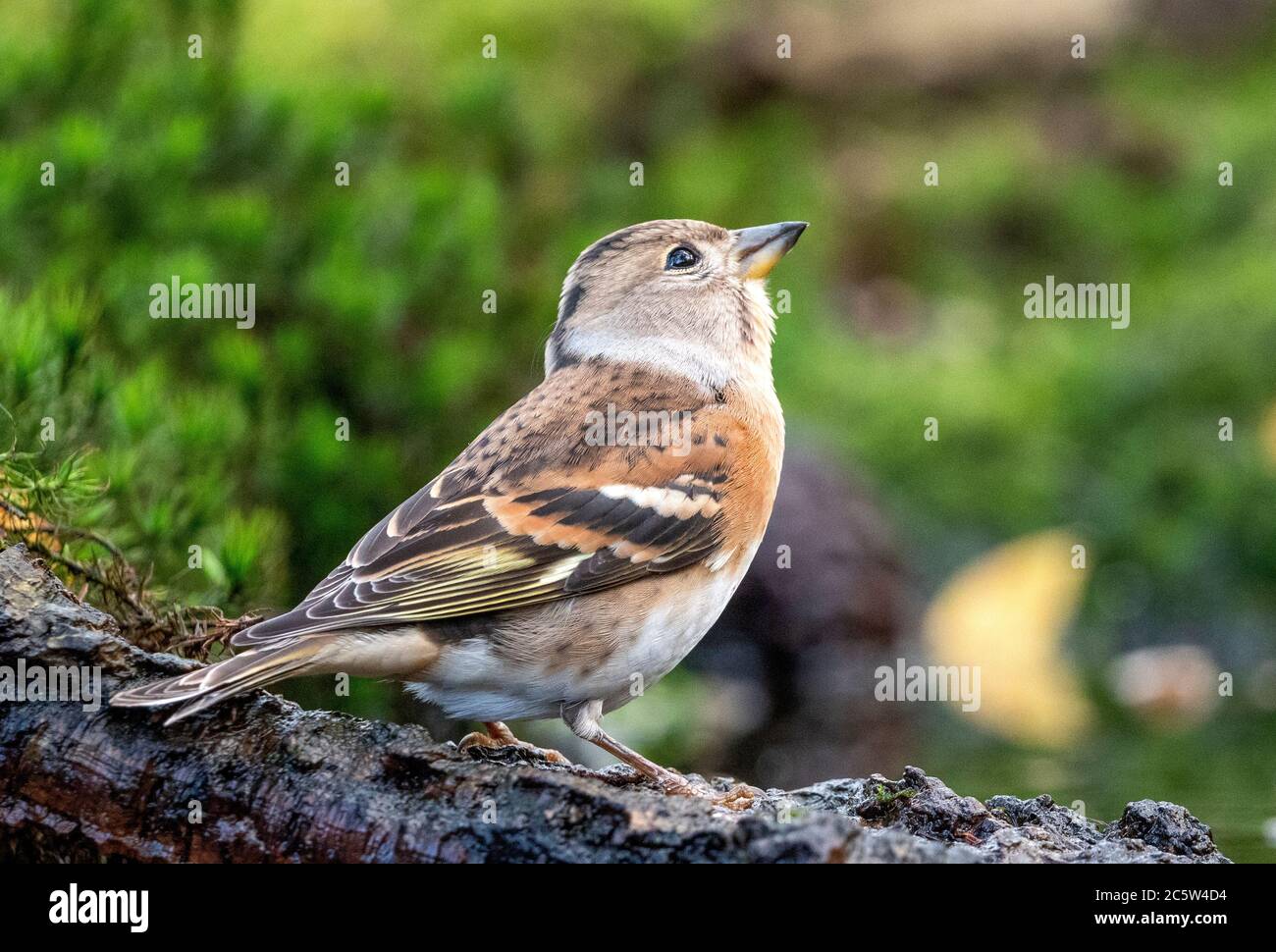Brambling (Fringilla montifringilla) pendant l'hiver dans la forêt Banque D'Images