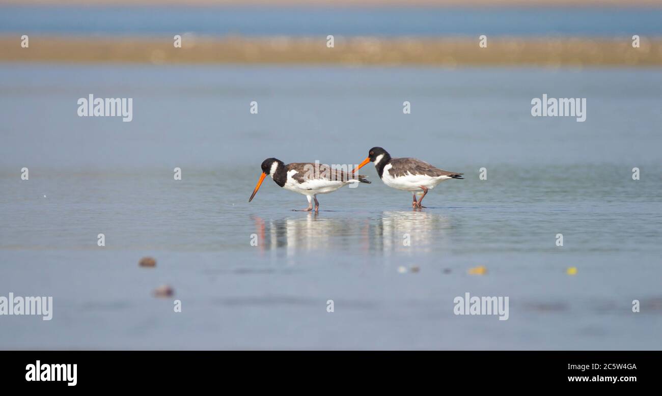 Les pêcheurs de la rive arrière-plan recherchent de la nourriture Banque D'Images