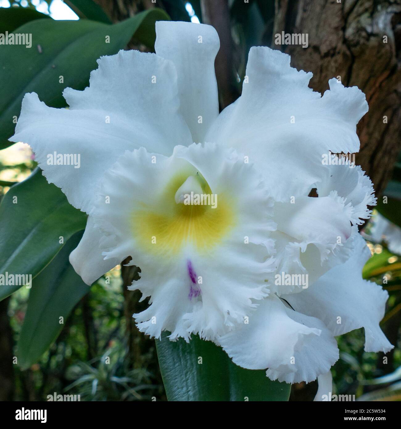 Orchidée Cattleya blanche. Gros plan à Anchieta, État d'Espirito Santo,  Brésil Photo Stock - Alamy