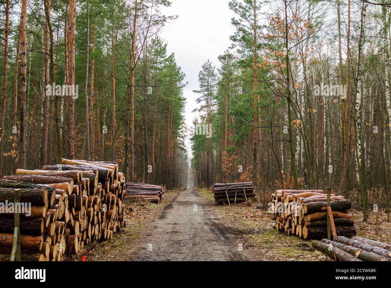 Couper les troncs d'arbres par la route dans la forêt, Jaworzno, Pologne Banque D'Images