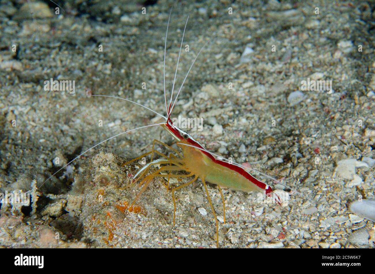 Crevettes nettoyante à dos de houpe, Lysmata amboinensis, site de plongée de Sabora 2, île Bangka, nord de Sulawesi, Indonésie, Océan Pacifique Banque D'Images