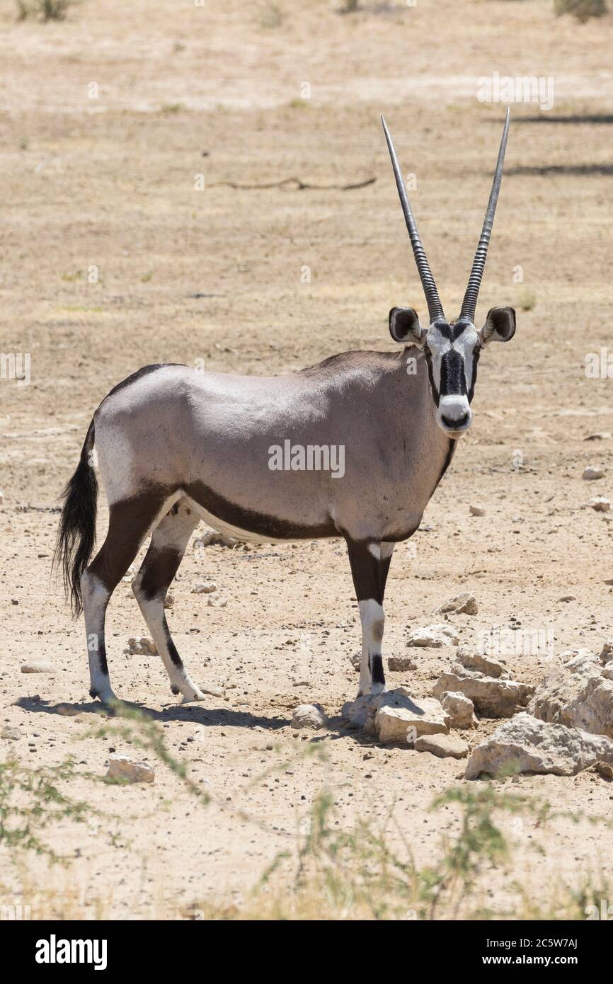 Gemsbok ou Oryx d'Afrique du Sud (Oryx gazella) dans le Transfrontial de Kgalagadi, parc national, Kalahari, Cap Nord, Afrique du Sud femelle au trou d'eau Banque D'Images