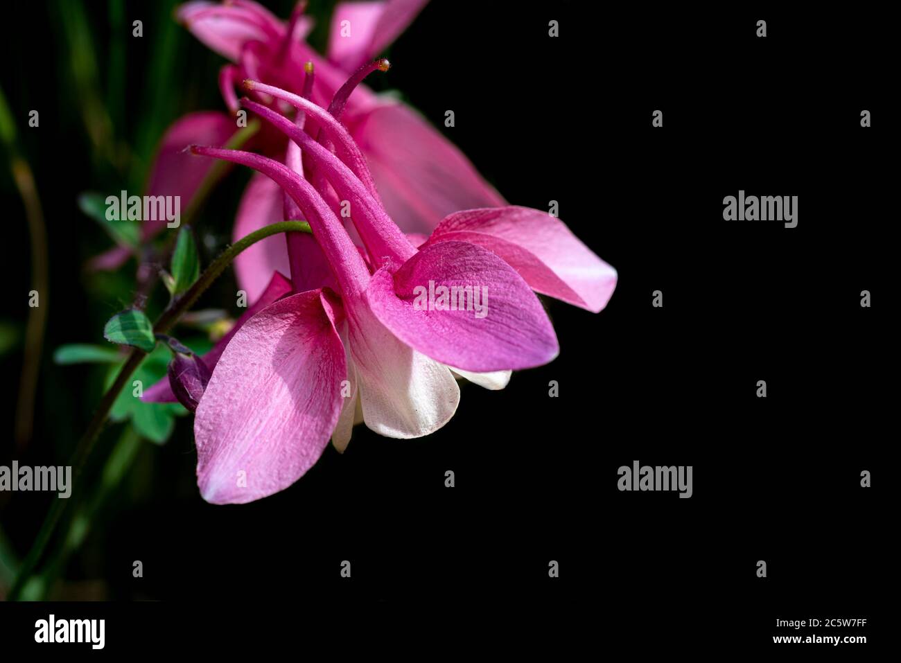 Aquilegia Spring Magic Rose and White, Spring Magic series, Ranunculaceae, aquilegia Banque D'Images Aquilegia Spring Magic Rose and White, Spring Magic series, Ranunculaceae, aquilegia Banque D'Images