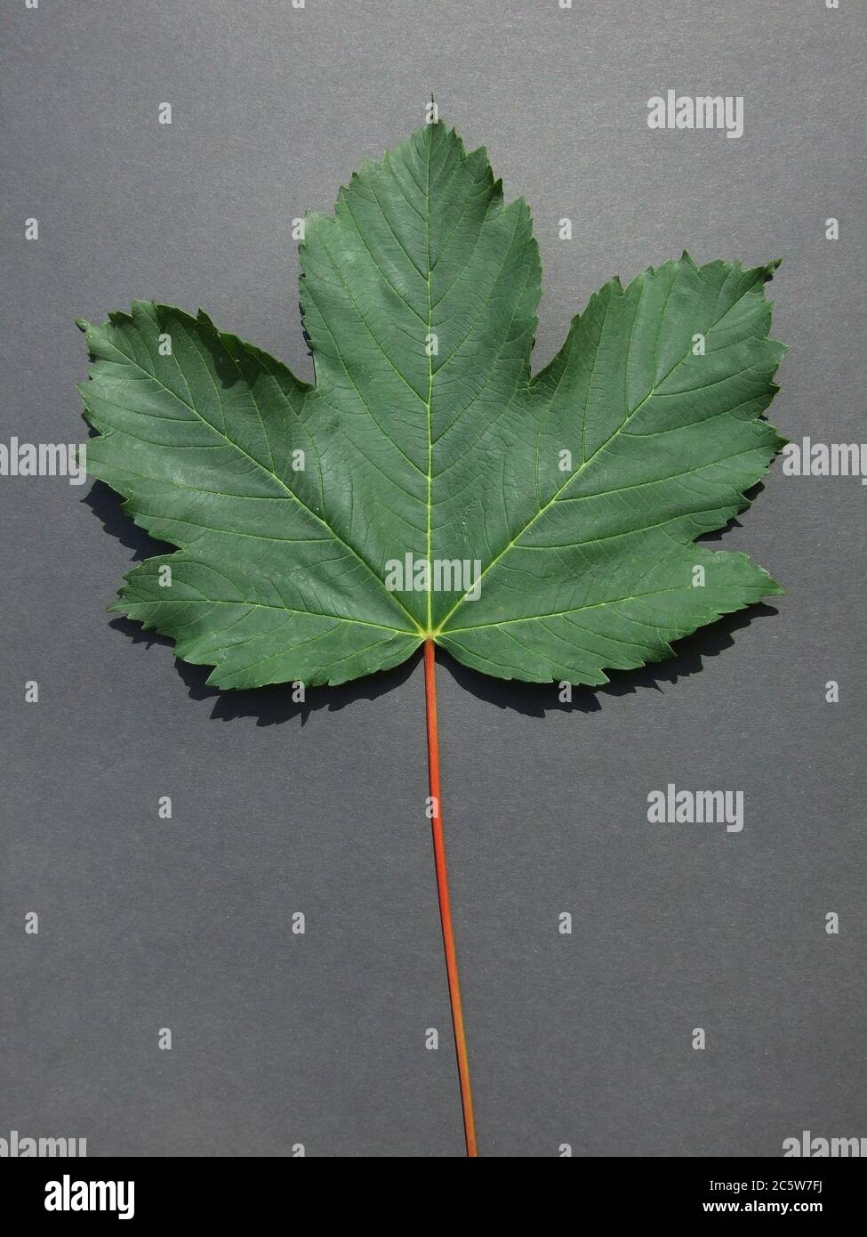 érable fruits écorce arbre bois feuillues Banque D'Images