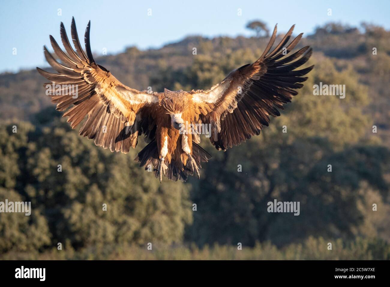 Griffon Vulture (Gyps fulvus) débarquant sur le sol de l'Estrémadure en Espagne. Banque D'Images