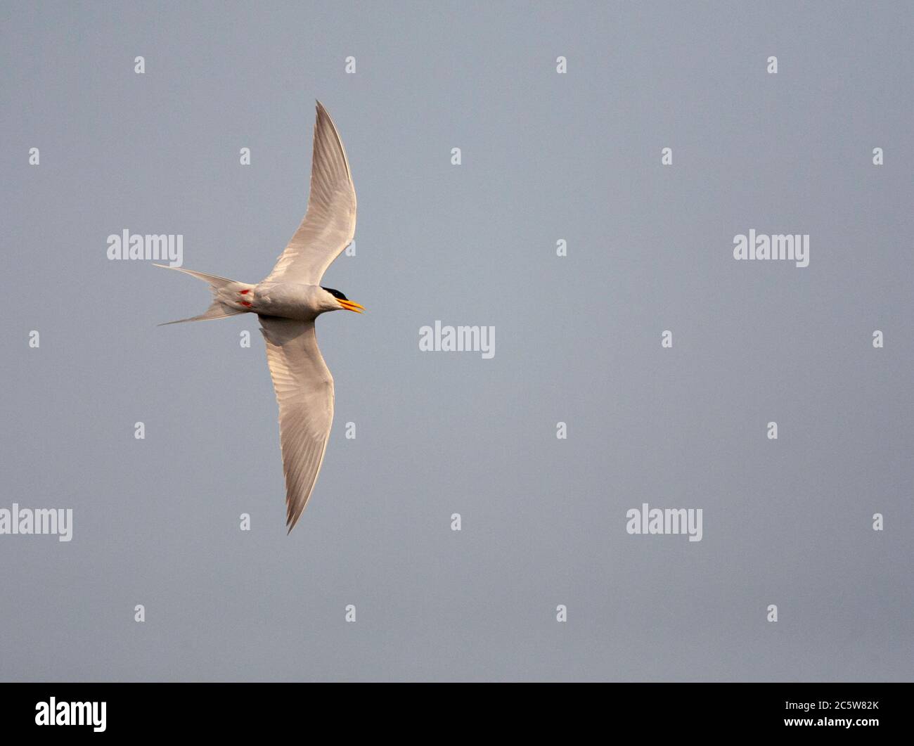 La sterne adulte (Sterna aurantia) qui se lance en vol, vu d'en dessous. Banque D'Images