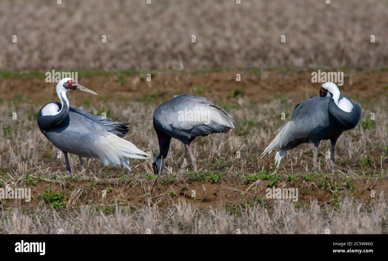 Grue blanche d'hivernage (Antigone vipio) sur l'île de Kyushu au Japon. Trois oiseaux se reposant et préentant. Banque D'Images